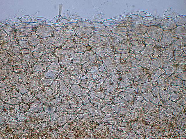 Psathyrella gossypina   (Bull.)   A. Pearson & Dennis